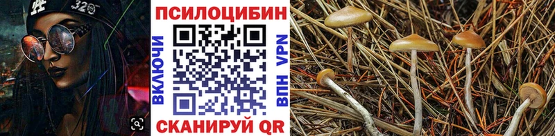 блэк спрут ссылка  Североморск  Галлюциногенные грибы Cubensis  продажа наркотиков 